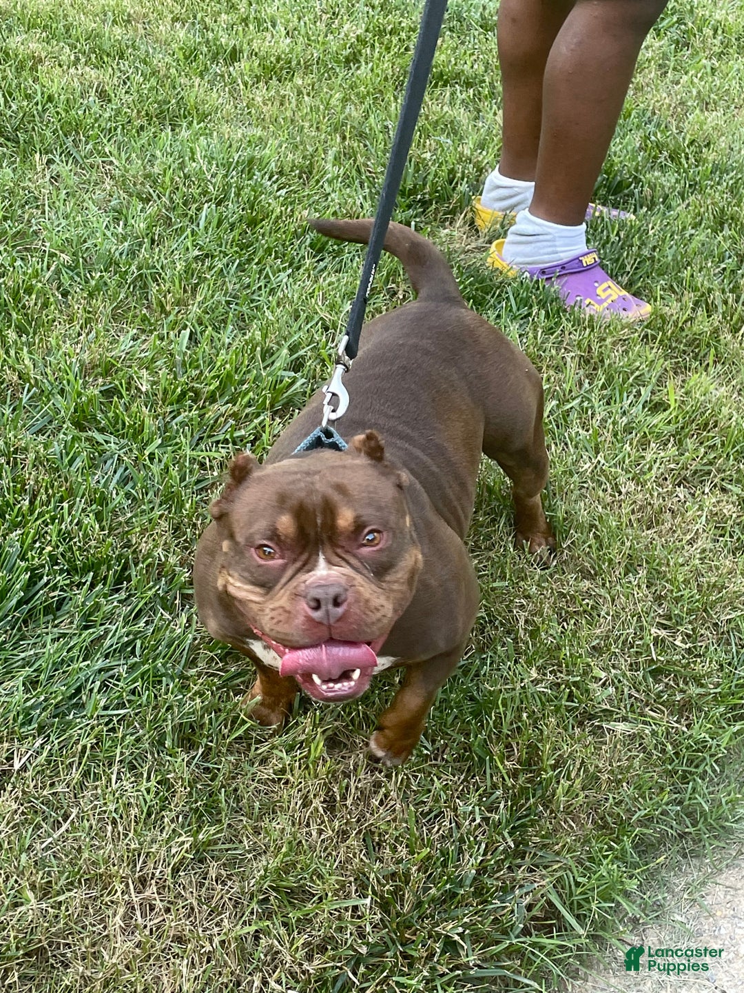 American Bully dogs for sale: Rocko - Ad 14