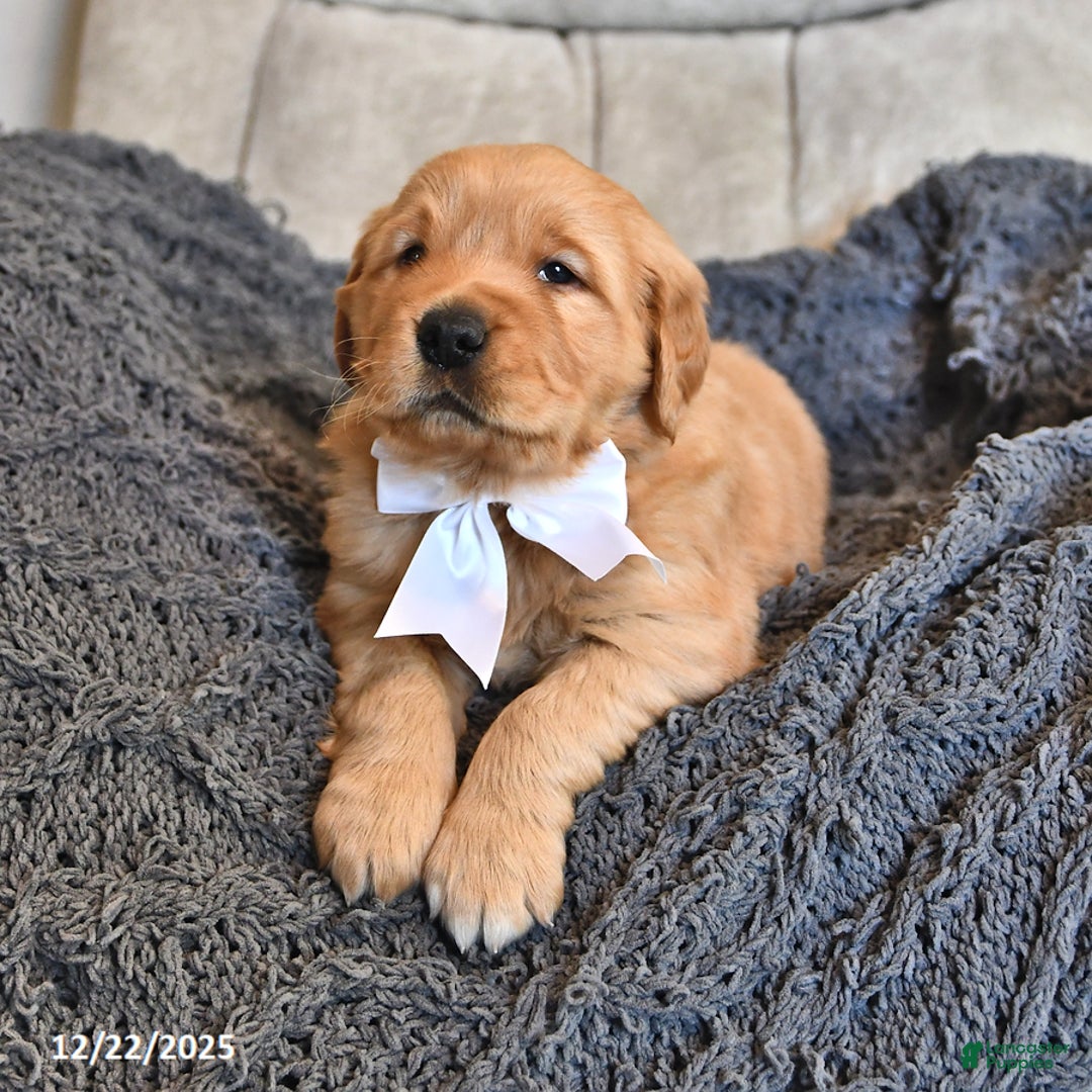 Golden Retriever dogs for sale: Royal King - Ad 2