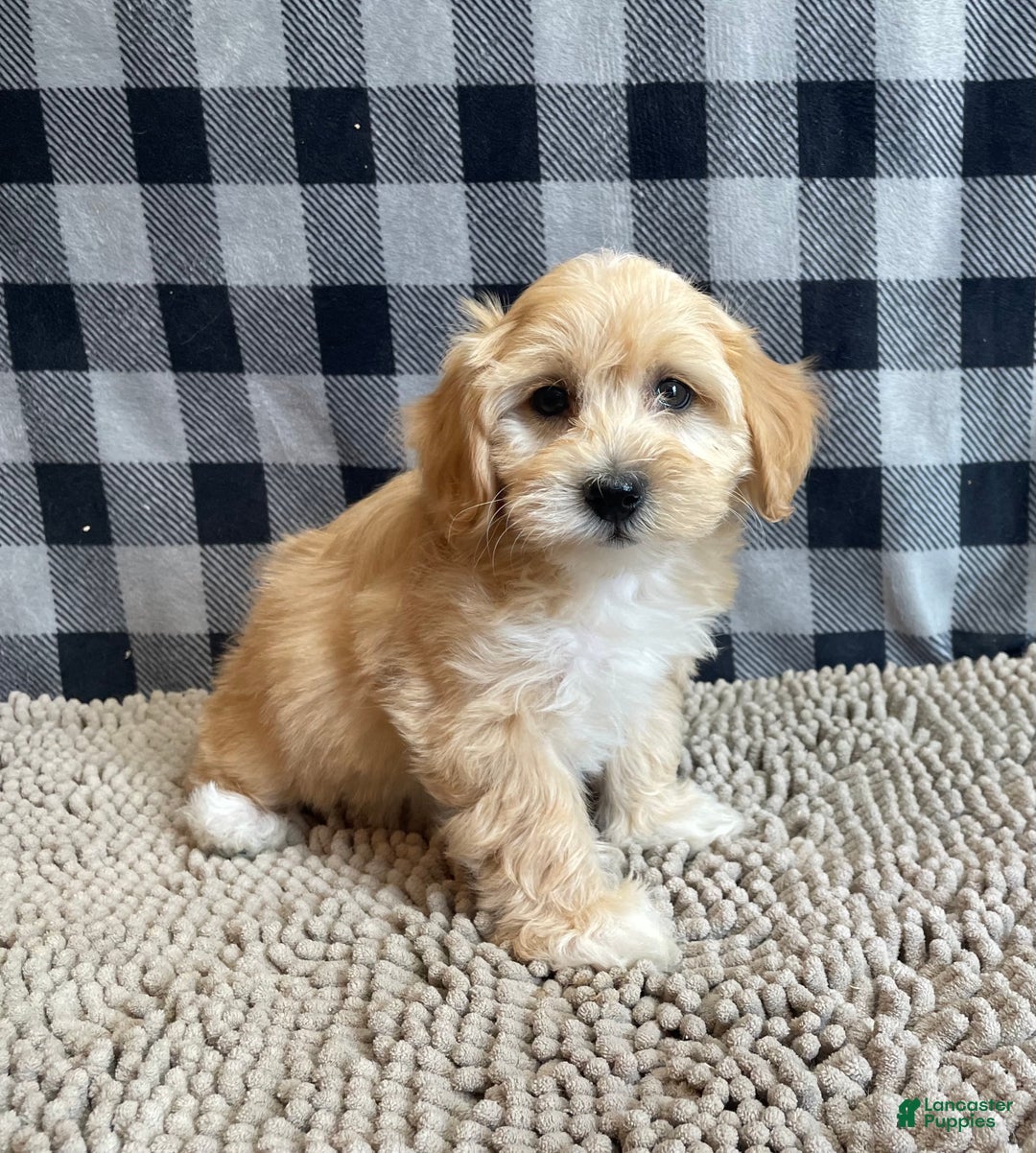 Mixed Breed dogs for sale: Ralph - Ad 12