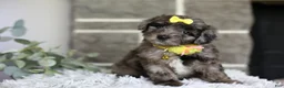 Maltipoo dogs for sale: Minnie - Ad 10