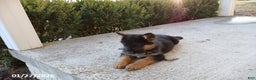 German Shepherd dogs for sale: Troy - Ad 4