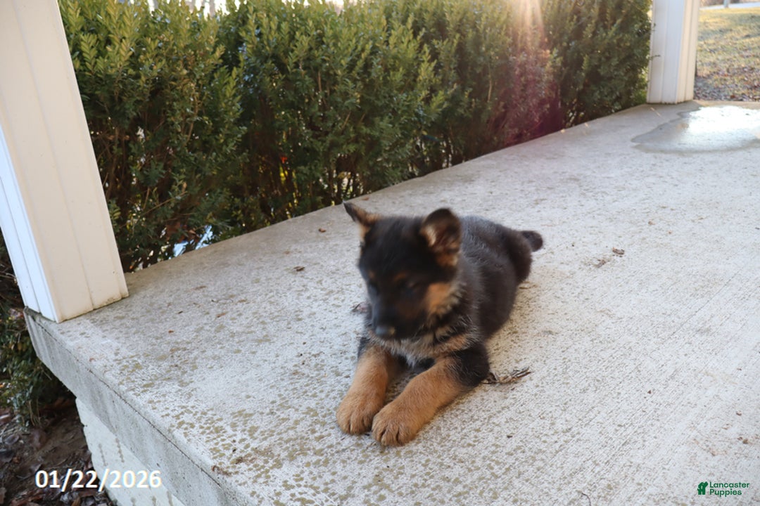 German Shepherd dogs for sale: Troy - Ad 4