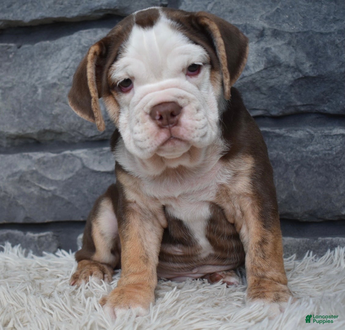Beabull dogs Tessa  - Ad 1