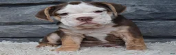 Beabull dogs for sale: Tessa  - Ad 1