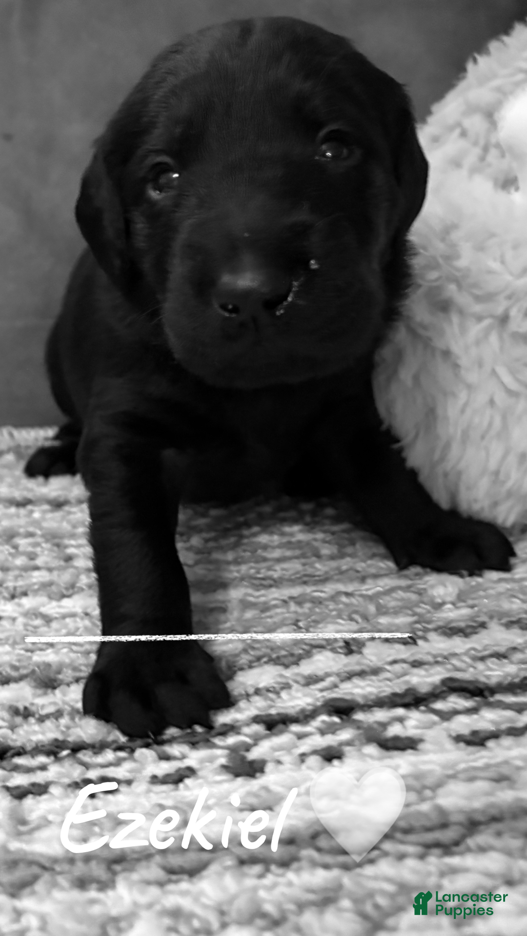 Mixed Breed dogs Golden Labradoodle Puppy 8 - Ad 20