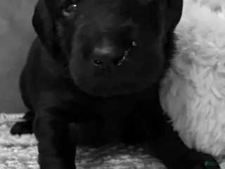 Mixed Breed dogs Golden Labradoodle Puppy 8 - Ad 20