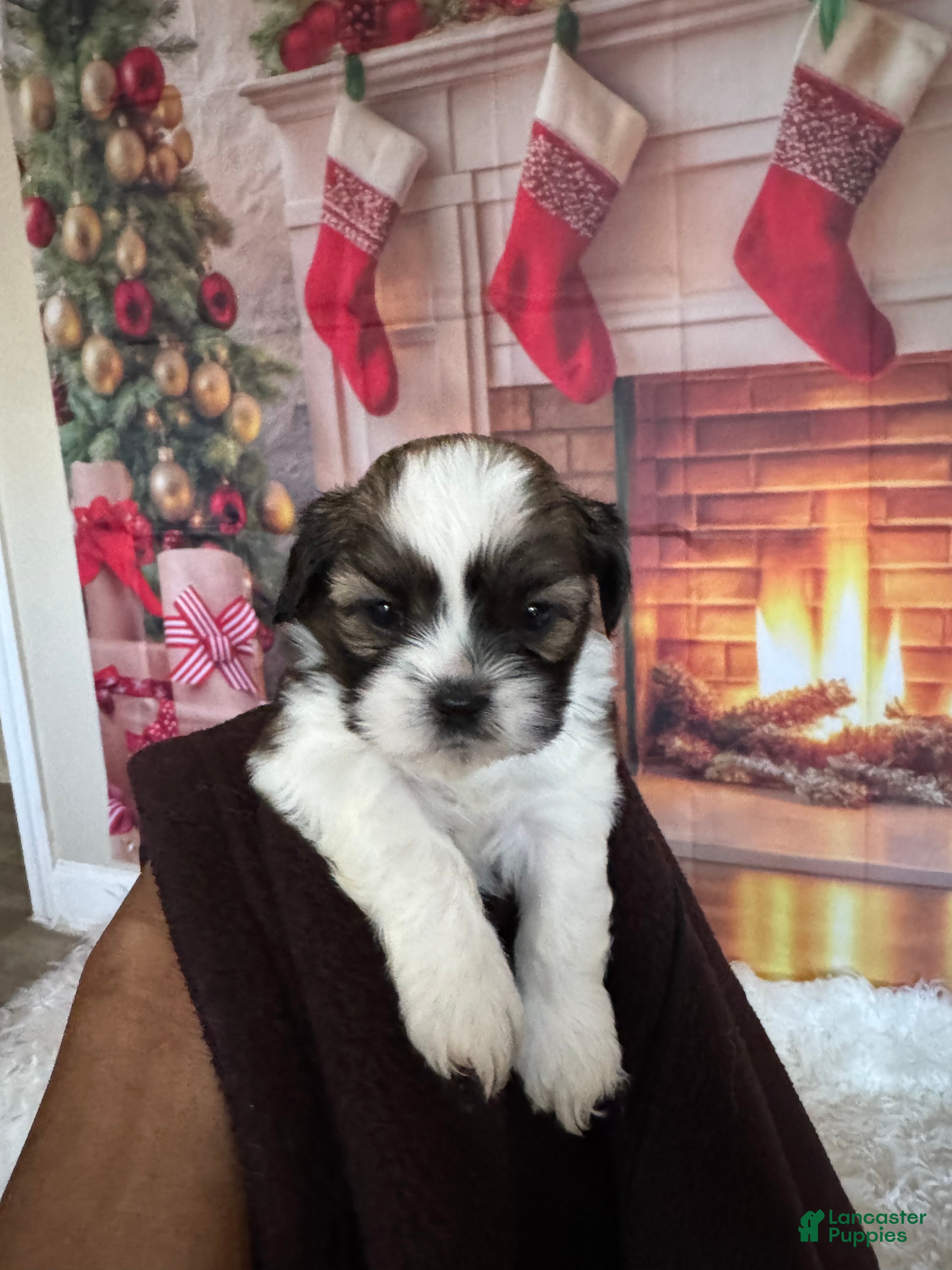 Shih Tzu dogs Shih Tzu Puppy 1 - Ad 24