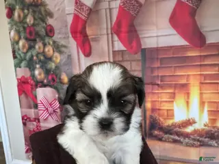 Shih Tzu dogs Shih Tzu Puppy 1 - Ad 30