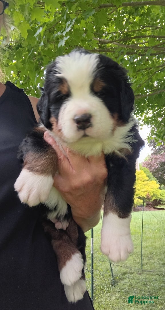 Bernese Mountain Dog dogs Scout - male - Red Collar - Ad 1