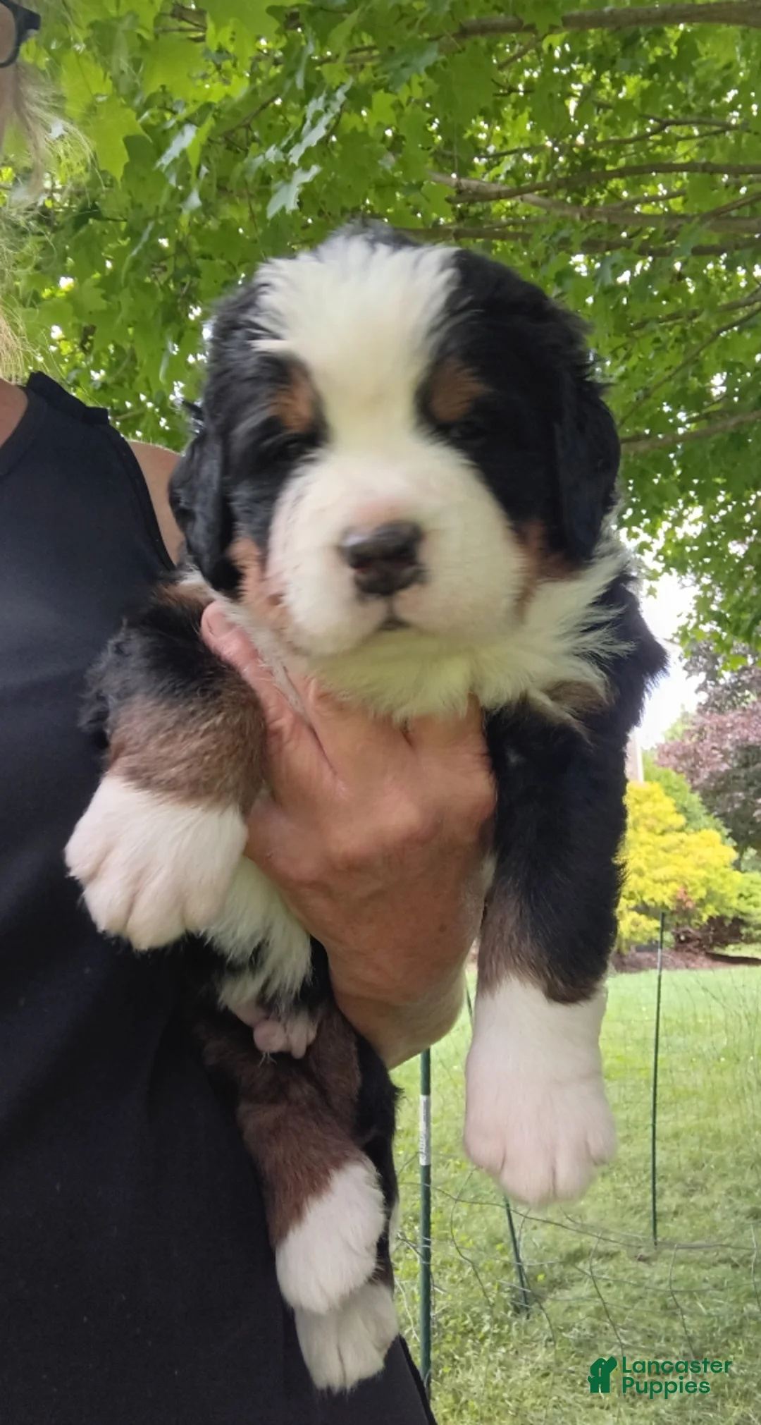 Bernese Mountain Dog dogs for sale: Scout - male - Red Collar - Ad 1