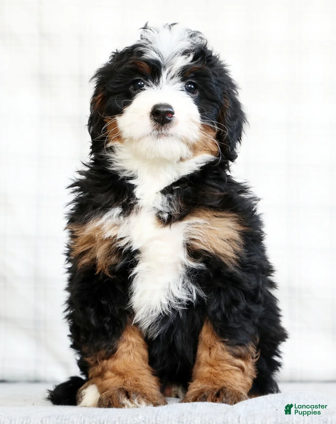 Mini Bernedoodle dogs for sale: Amethyst - Ad 2