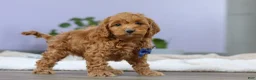 Cockapoo dogs for sale: Luca - Ad 5