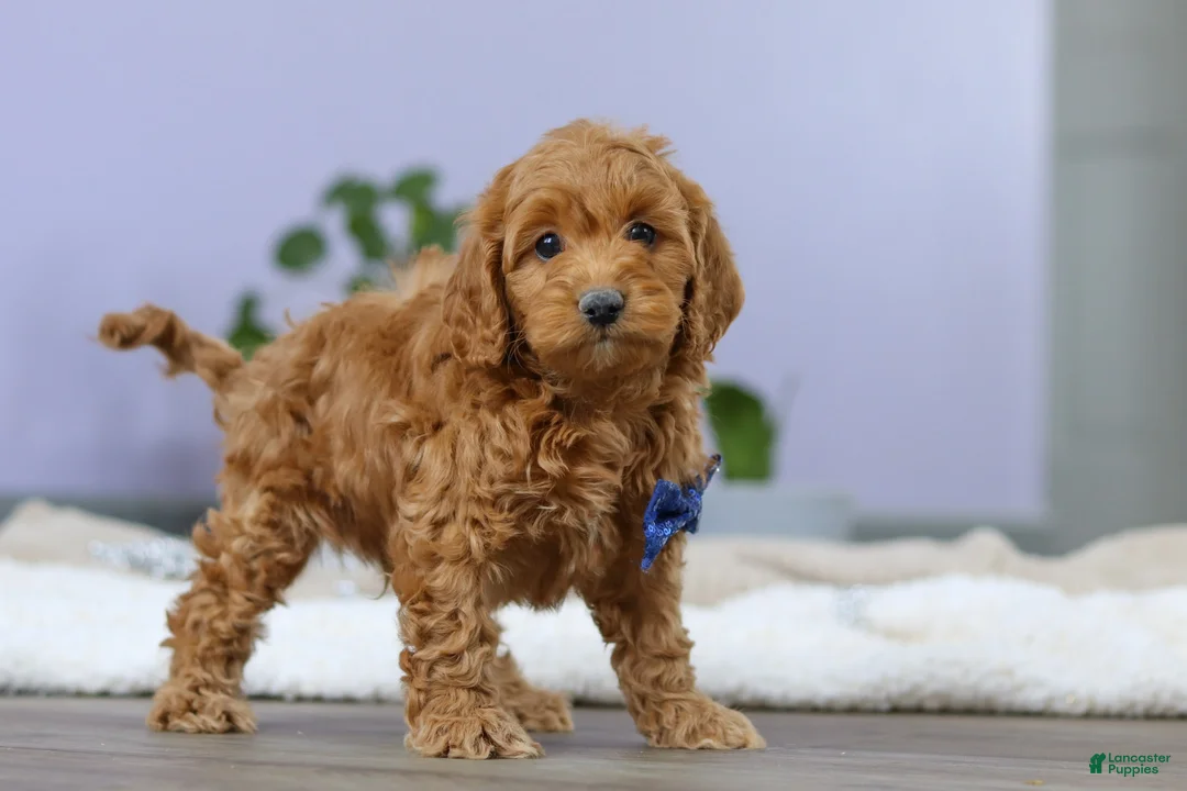 Cockapoo dogs for sale: Luca - Ad 5
