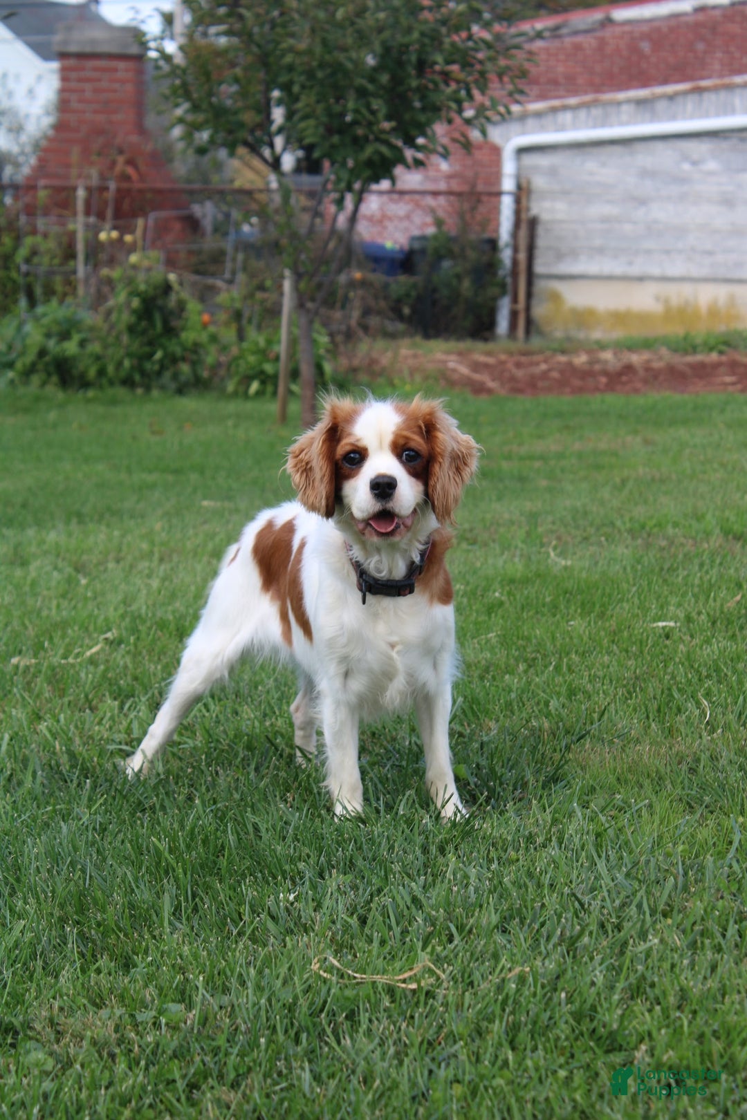Cavalier King Charles Spaniel dogs for sale: Cavalier King Charles Spaniel Puppy 1 - Ad 2