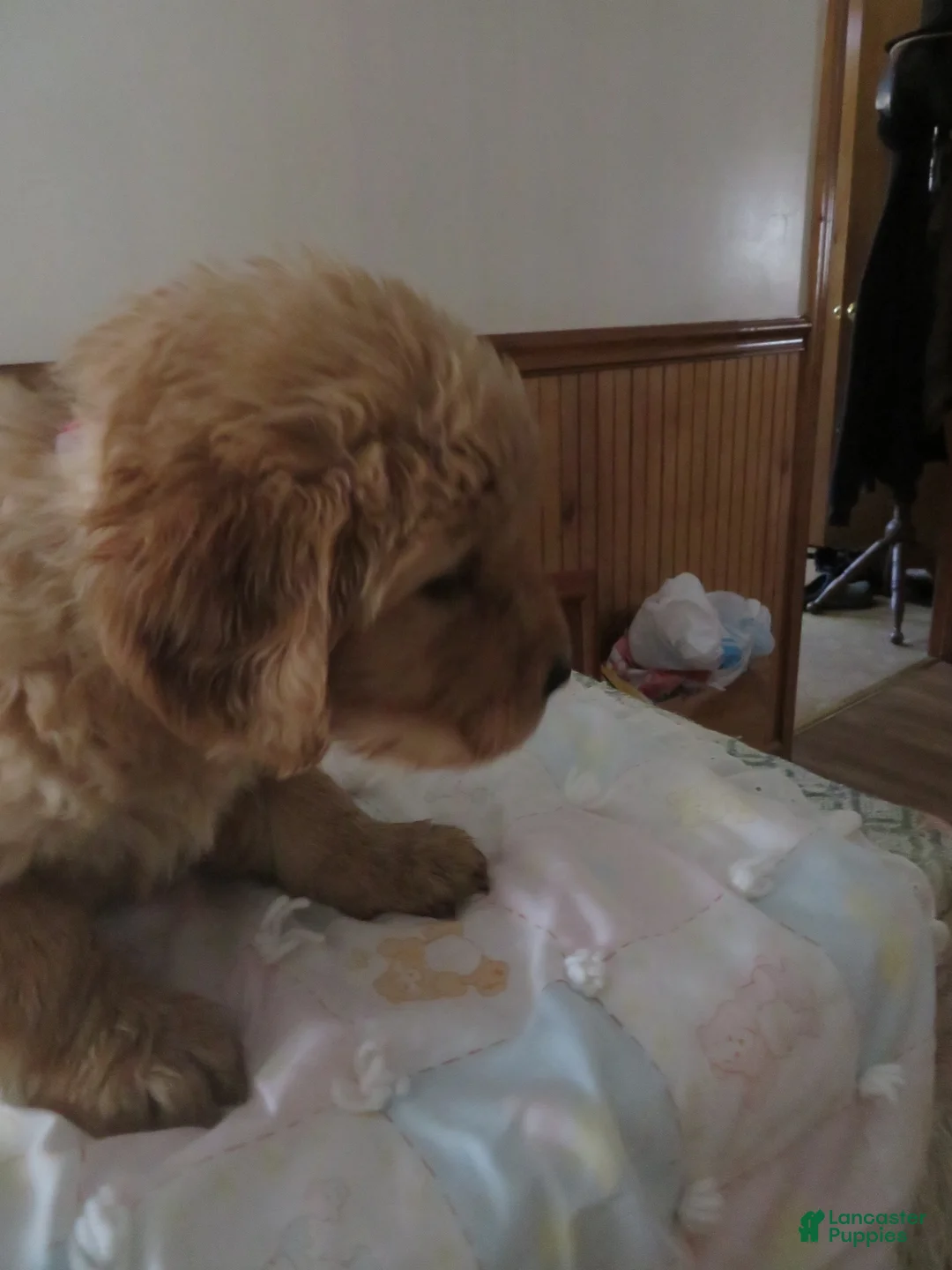 Golden Retriever dogs for sale: ANNABELLE - CHAMPION LINE - Ad 7
