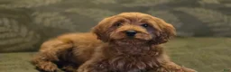 Cavapoo dogs for sale: Allie - Ad 6
