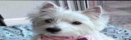 West Highland Terrier dogs for sale: West Highland Terrier Puppy 1 - Ad 3