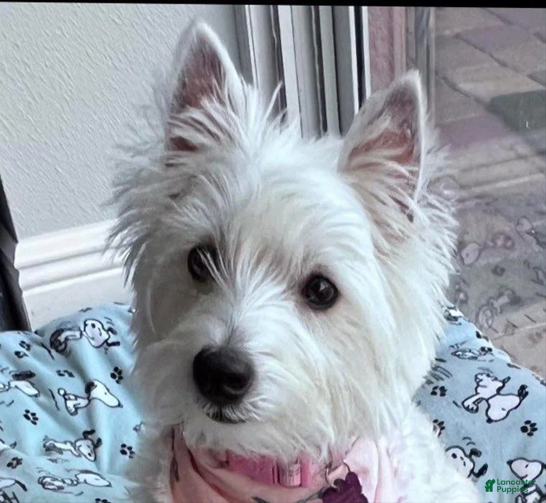 West Highland Terrier dogs for sale: West Highland Terrier Puppy 1 - Ad 3