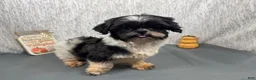 Shih Tzu dogs for sale: Shih Tzu 2 - Ad 4