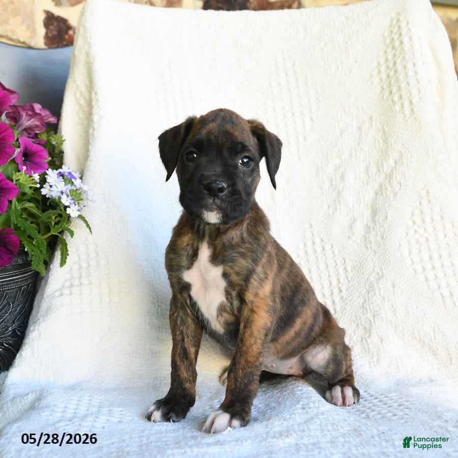Boxer dogs Rasta - Ad 1