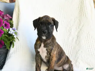 Boxer dogs for sale: Rasta - Ad 2