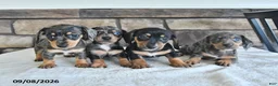 Miniature Dachshund dogs for sale: Lenny - Ad 3