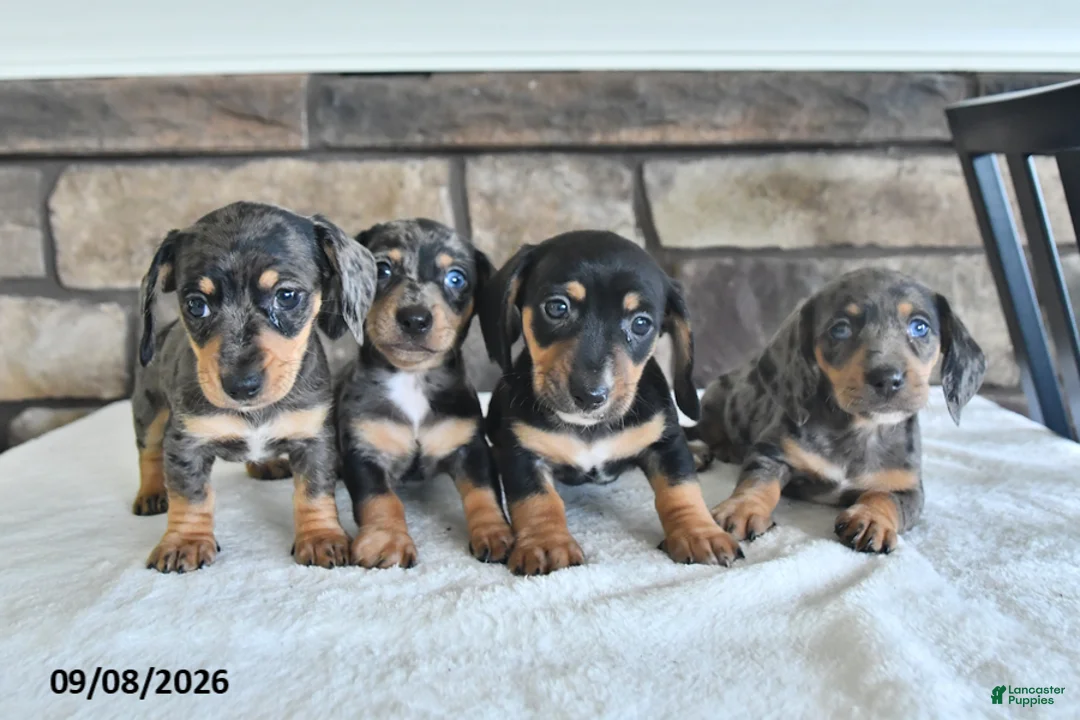Miniature Dachshund dogs for sale: Lenny - Ad 3