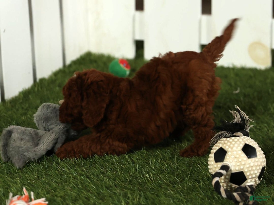 Miniature Poodle dogs for sale: Sasha - Ad 9