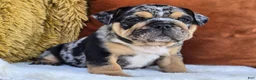 English Bulldog dogs for sale: Dash - Ad 5