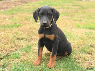 Doberman Pinscher dogs - Ad 16