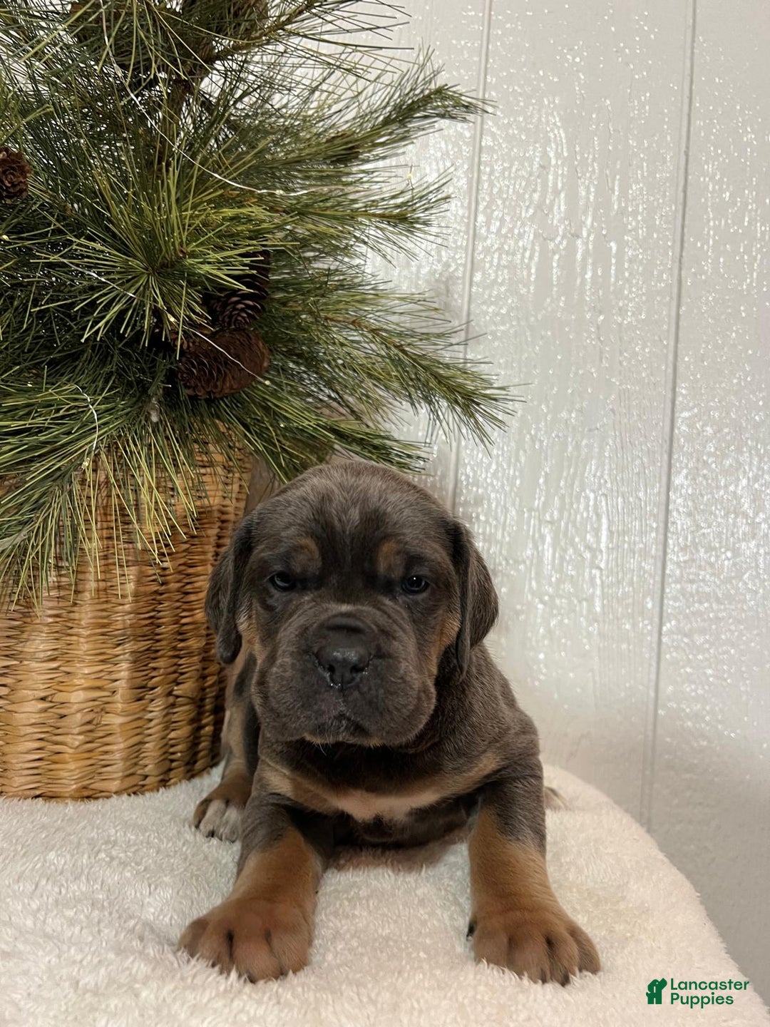 Cane Corso dogs for sale: Ella - Ad 2