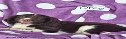 English Springer Spaniel dogs for sale: Oreo - Ad 4