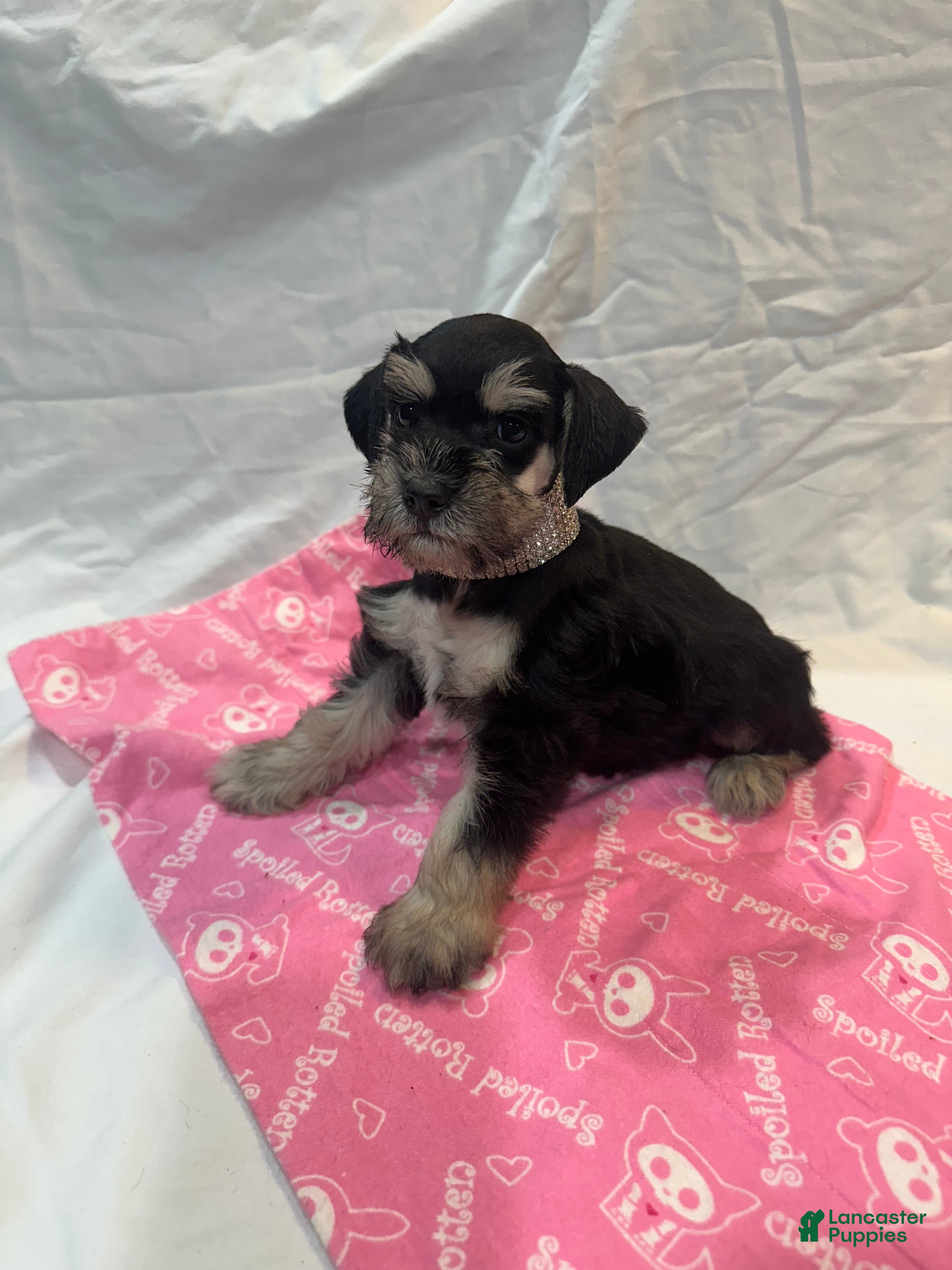 Miniature Schnauzer dogs Ellie - Ad 2