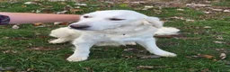 Golden Retriever dogs for sale: Golden Retriever 1 - Ad 4