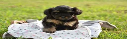 Yorkiepoo dogs for sale: Yorkiepoo 4 - Ad 4