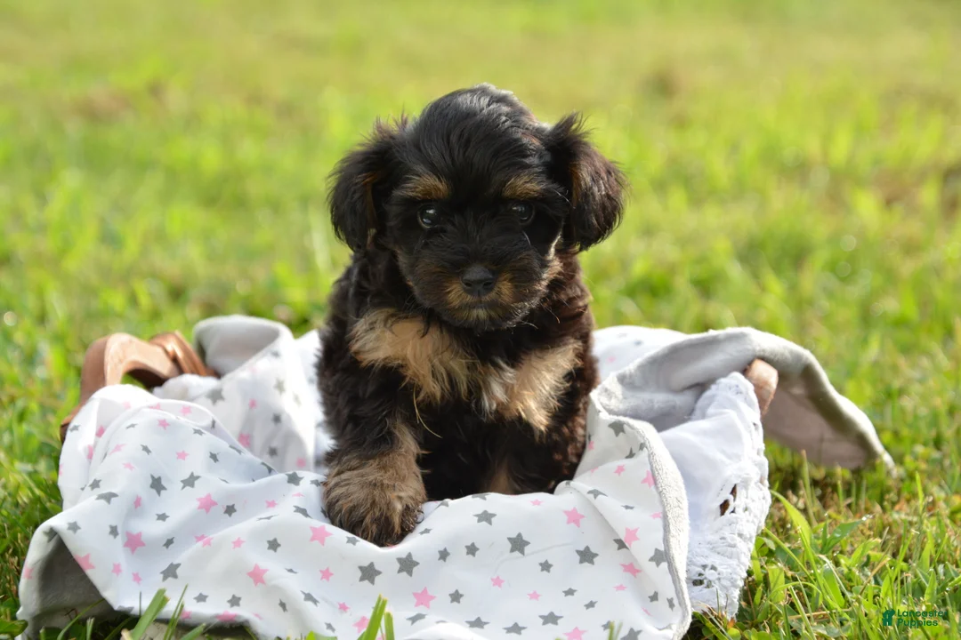 Yorkiepoo dogs for sale: Yorkiepoo 4 - Ad 4
