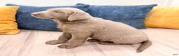 Labrador Retriever dogs for sale: Canyon - Ad 4