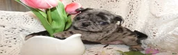 Pug dogs for sale: Pug 6 Beauty - Ad 3