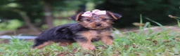 Yorkshire Terrier dogs for sale: Lola - Ad 7