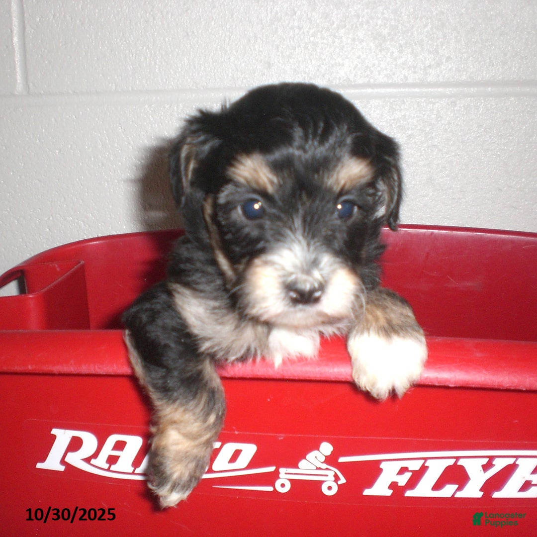 Yorkiepoo dogs for sale: Tina - Ad 18