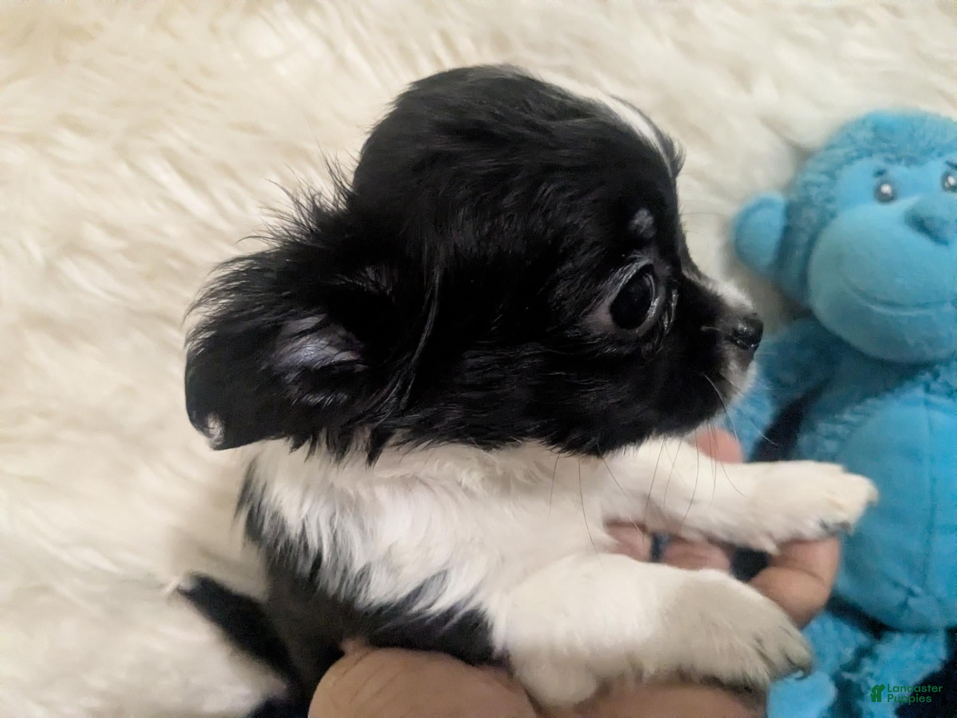 Chihuahua dogs AKC LC Apple Head Panda  - Ad 4
