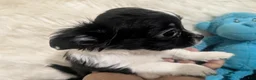 Chihuahua dogs for sale: Medium Coat  Apple Head Panda  Only One Left   - Ad 2
