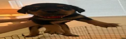 Rottweiler dogs for sale: Rottweiler red  - Ad 1