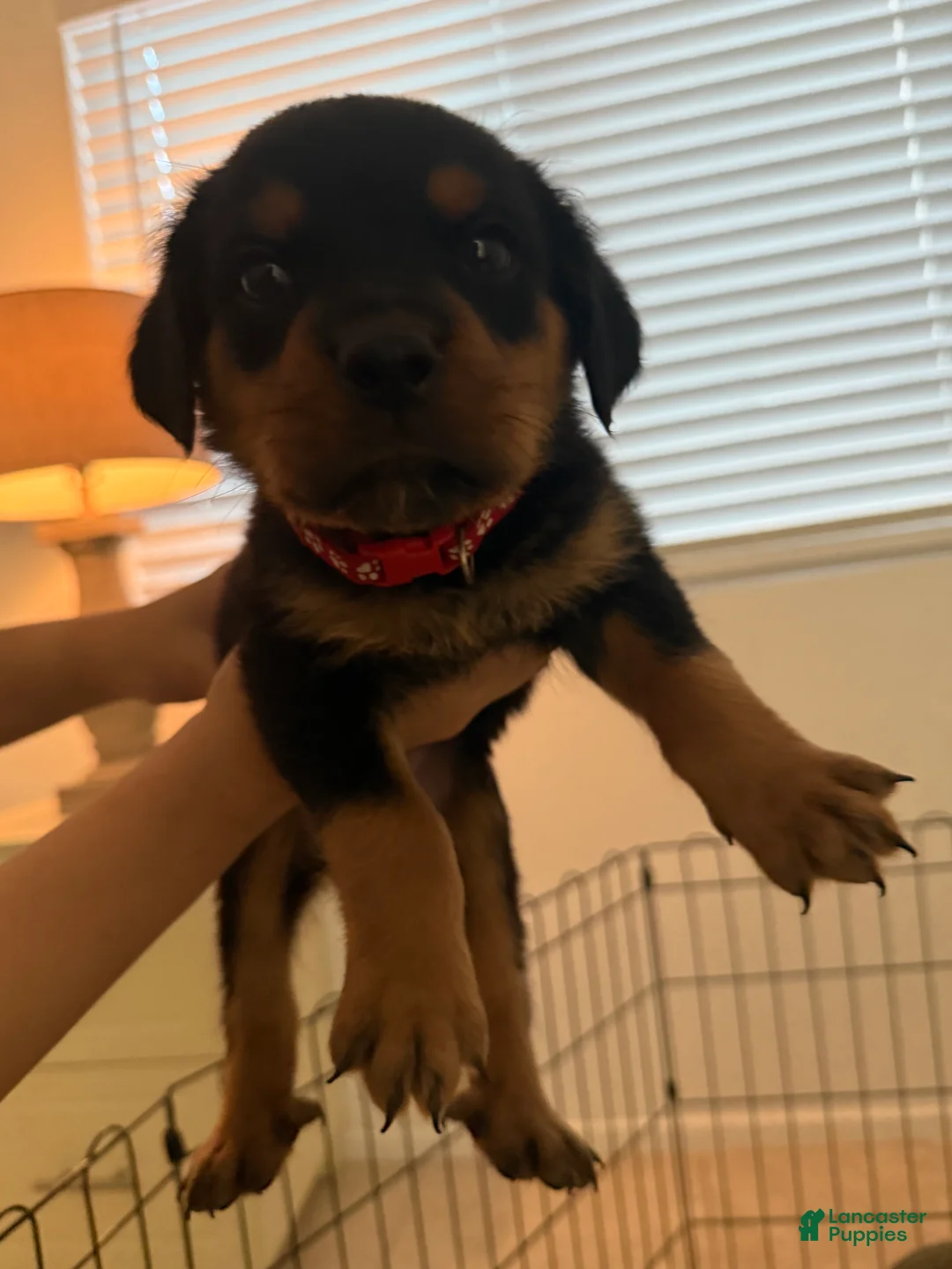 Rottweiler dogs for sale: Rottweiler red  - Ad 1