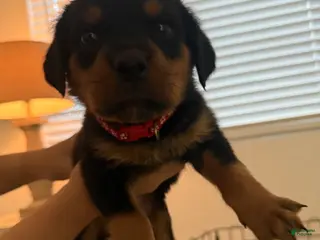 Rottweiler dogs Rottweiler red - Ad 11