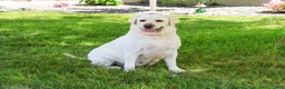 Labrador Retriever dogs for sale: Trixie - Ad 3