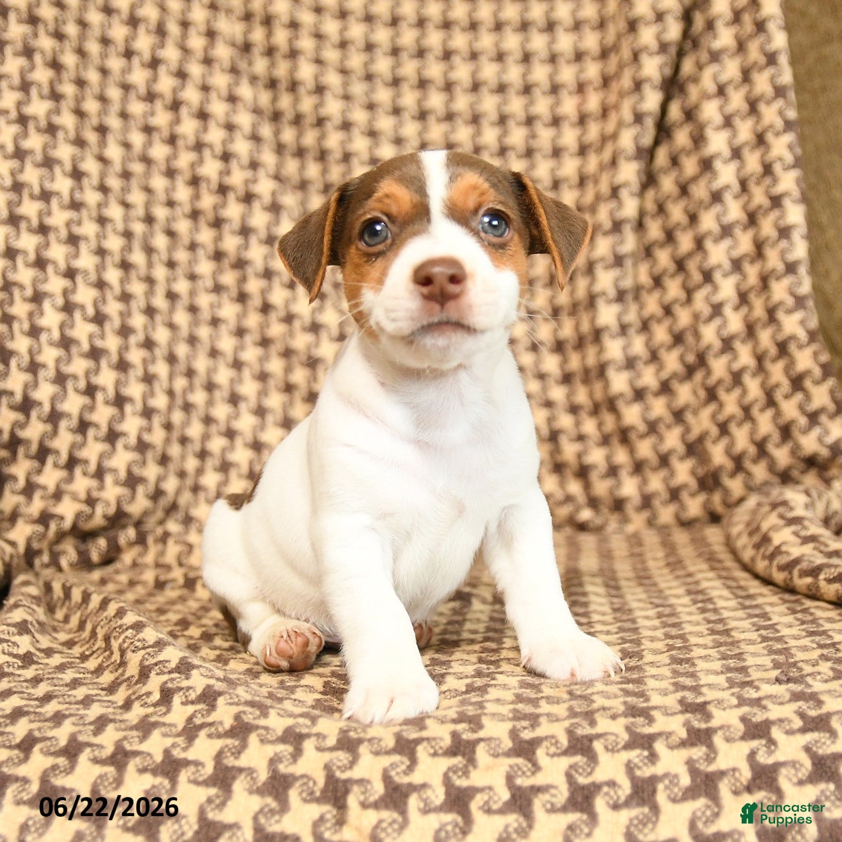 Jack Russell Terrier dogs Keith - Ad 1