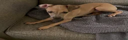 Italian Greyhound dogs for sale: Champagne  - Ad 5