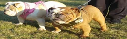 English Bulldog dogs for sale: English Bulldog Puppy 2 - Ad 26