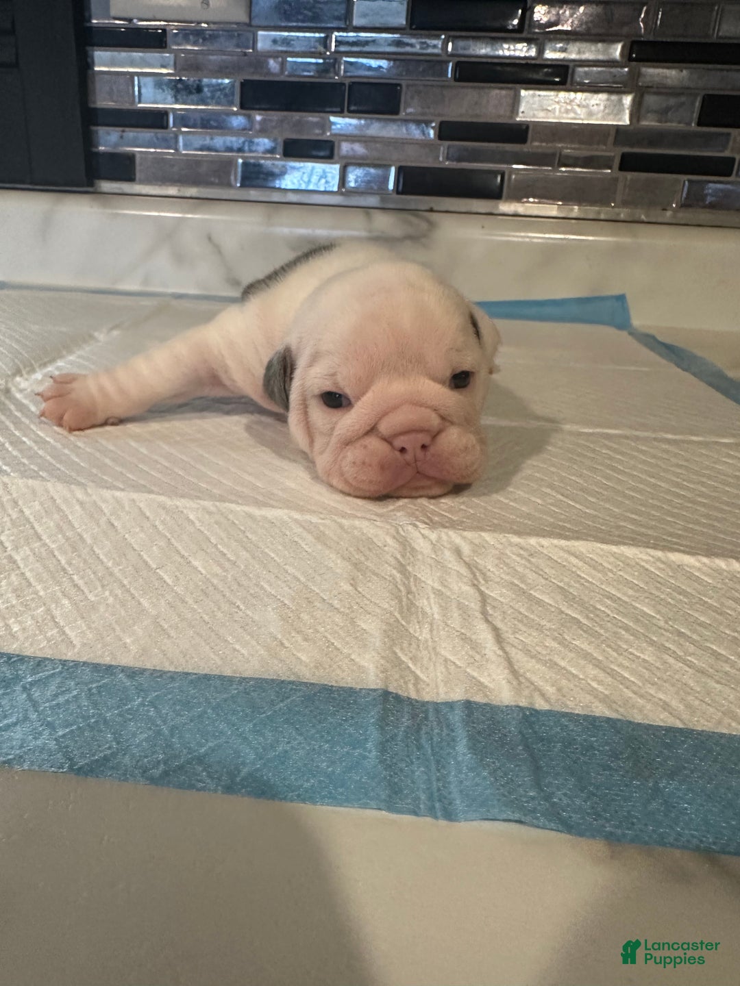 English Bulldog dogs for sale: Blue Fawn Merle Boy  - Ad 52